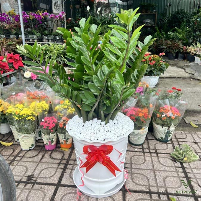 Tặng cây là món quà mừng khai trương hợp phong thủy, tuổi và mệnh gia chủ 