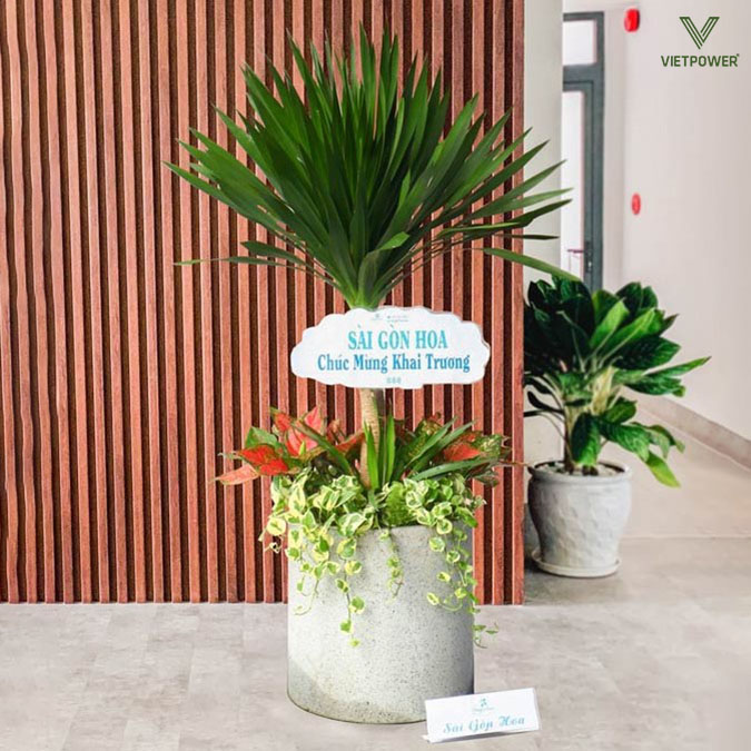 Chọn cây hợp tuổi và ý nghĩa là món quà mừng khai trương được yêu thích