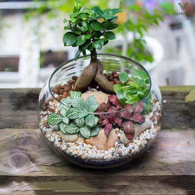Cây cảnh mini để bàn là biểu tượng cho sự phát triển