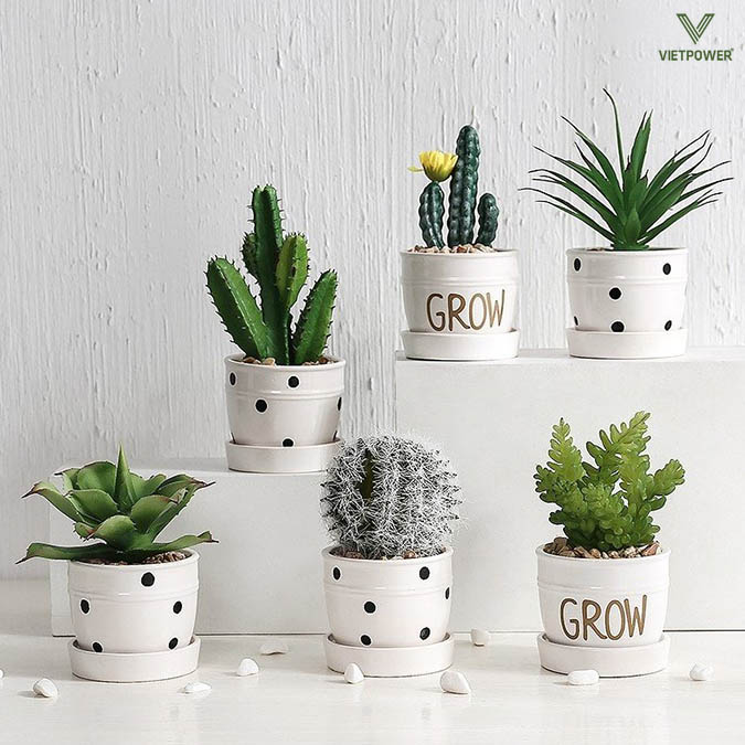 Chậu cây mini để bàn giúp làm xanh không gian