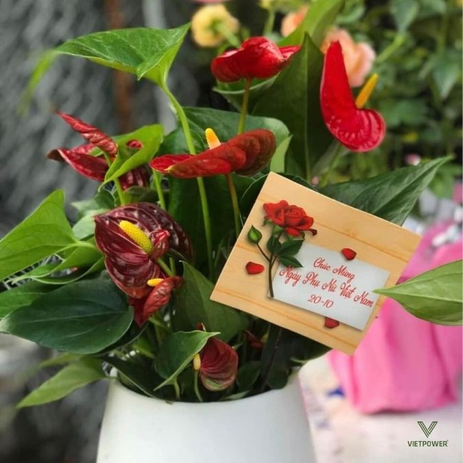 Chậu cây xanh để bàn