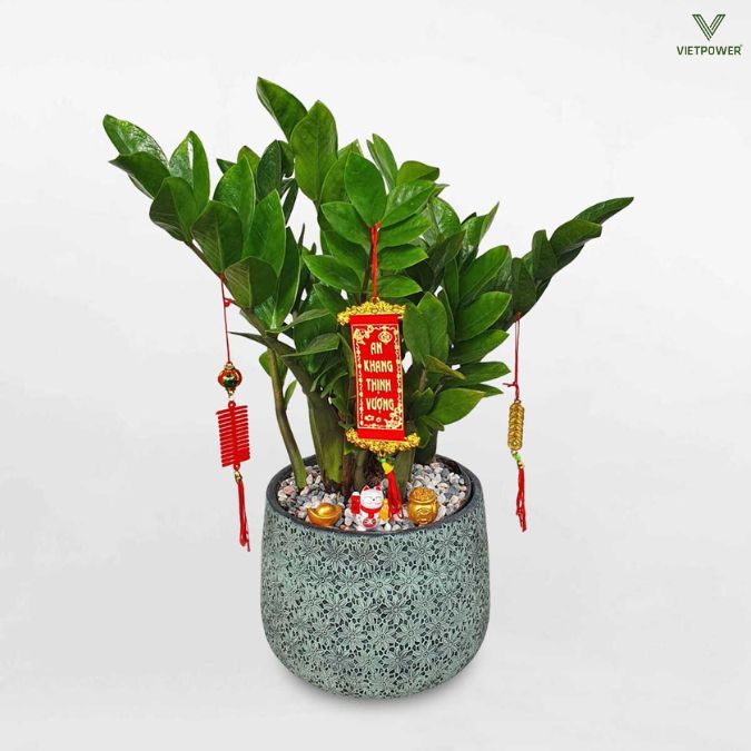 Chậu cây để bàn mang ý nghĩa phát tài, phát lộc cho năm mới