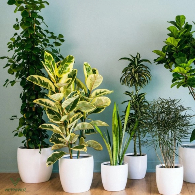 Đây là món quà tinh tế, mang thông điệp tốt đẹp và phù hợp với văn phòng